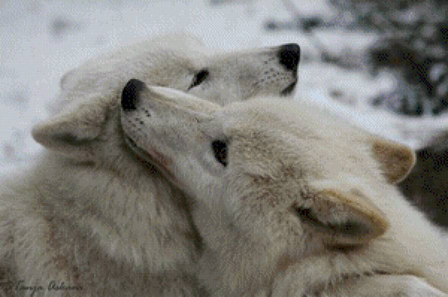 Волчья верность - волчья верность, любовь, волк, волки - предпросмотр