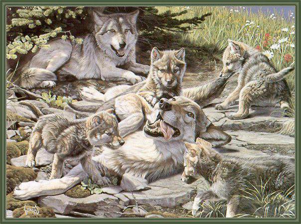Волчья семья - волчья верность, волки, семья, любовь, волк - оригинал
