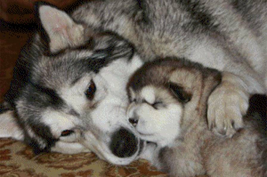 Любимая мама - хаски, пес, природа, щенок, животные, собака, портрет, звери - предпросмотр