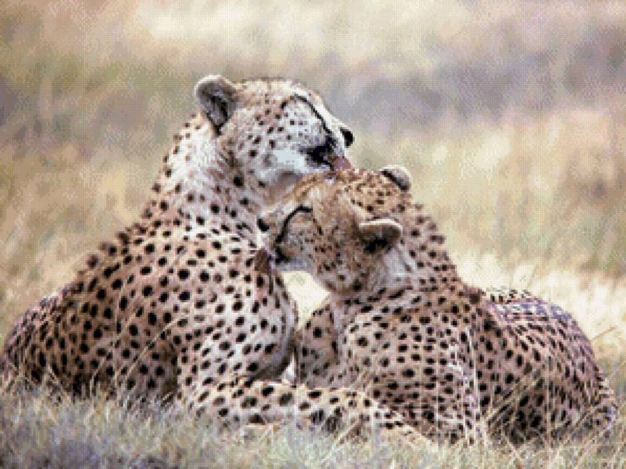 гепард - животные, звери, дикие кошки, кот, гепард, природа - предпросмотр