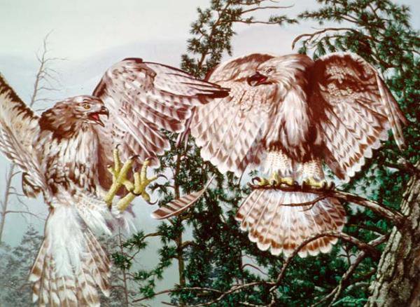 Иллюзия - иллюзия, картина, природа, живопись, искусство - оригинал