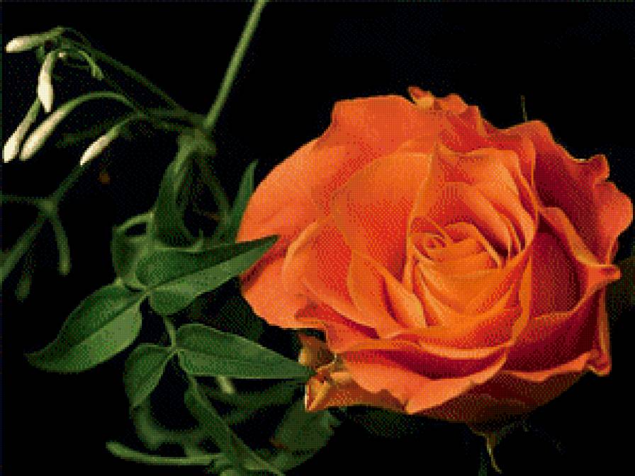 Роза - на черном, цветы - предпросмотр