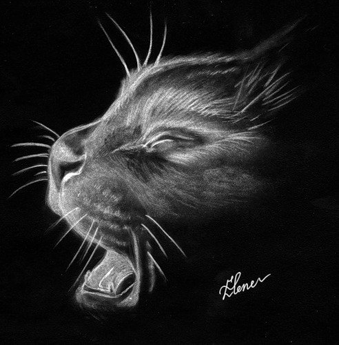 кошка - оригинал