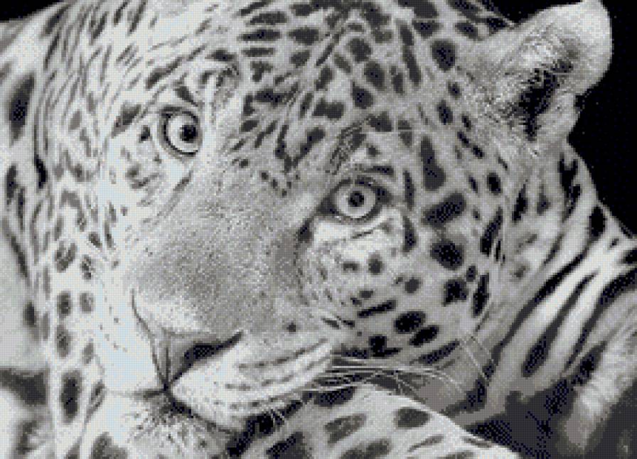 Большие кошки - животные, большие кошки, леопард, монохром - предпросмотр