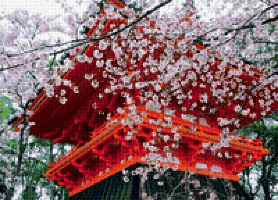 цветущая сакура - природа парки - предпросмотр