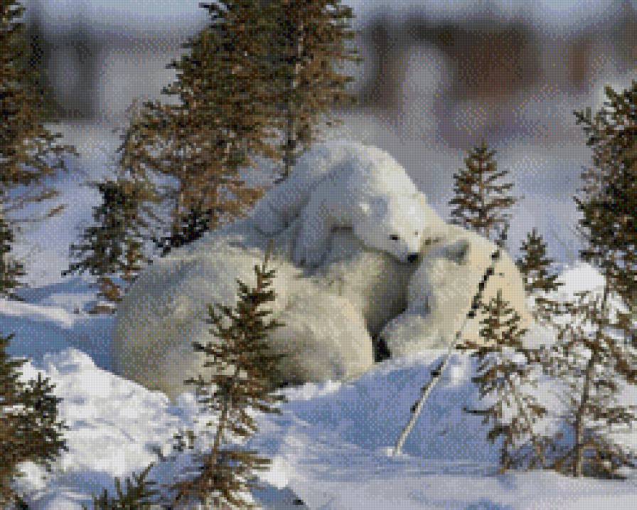 мамина радость - медведи животные природа - предпросмотр