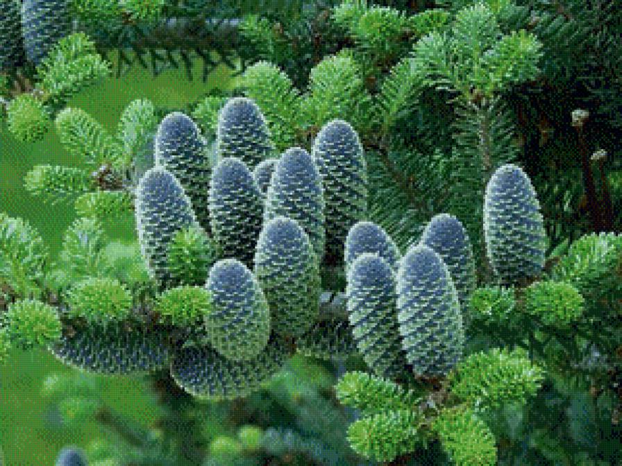 шишки - природа ель шишки - предпросмотр