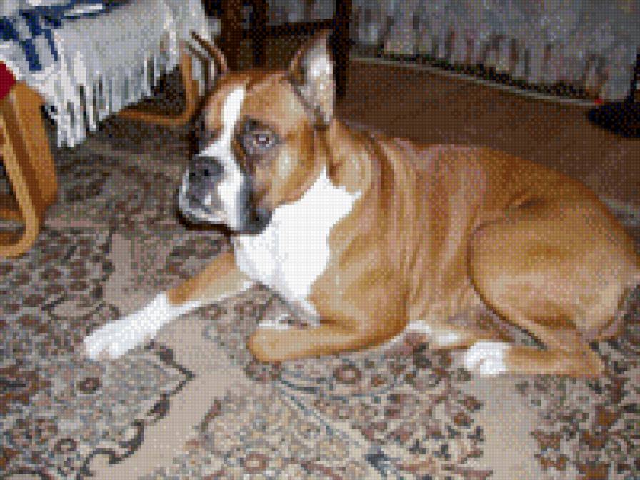 юна - собака, боксер - предпросмотр