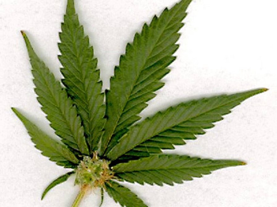 конопля - оригинал