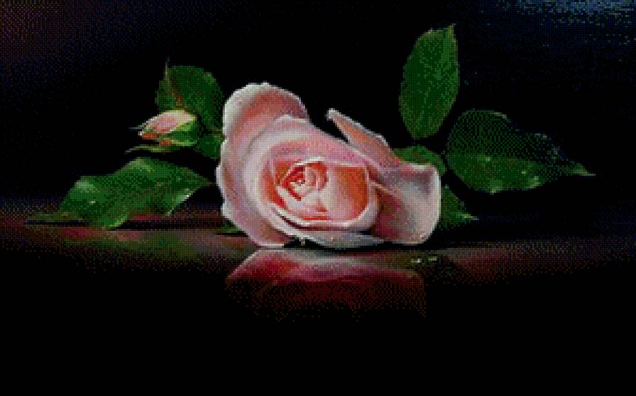 роза - отражение, бутон, цветы, живопись - предпросмотр