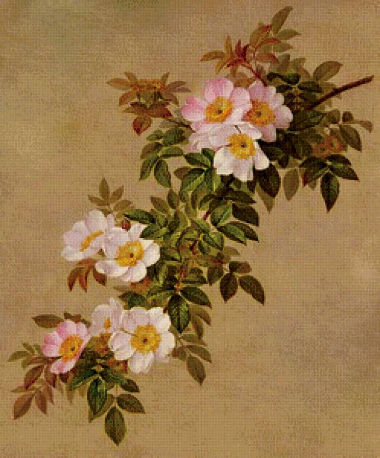 ветка шиповника - розы, живопись, цветы, куст, роза - предпросмотр