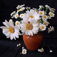 Схема вышивки «Ромашки»