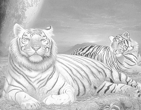 Величие и сила - монохром, большие кошки, животные, пара, ночь, тигры - оригинал