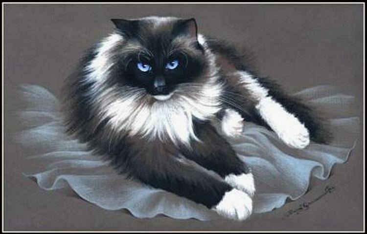 КОТ - кот - оригинал