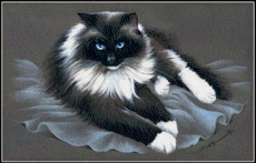 КОТ - кот - предпросмотр