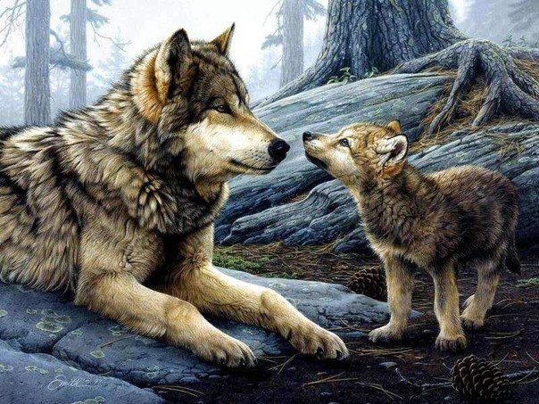 Волки - хищник, животные, природа, волк - оригинал