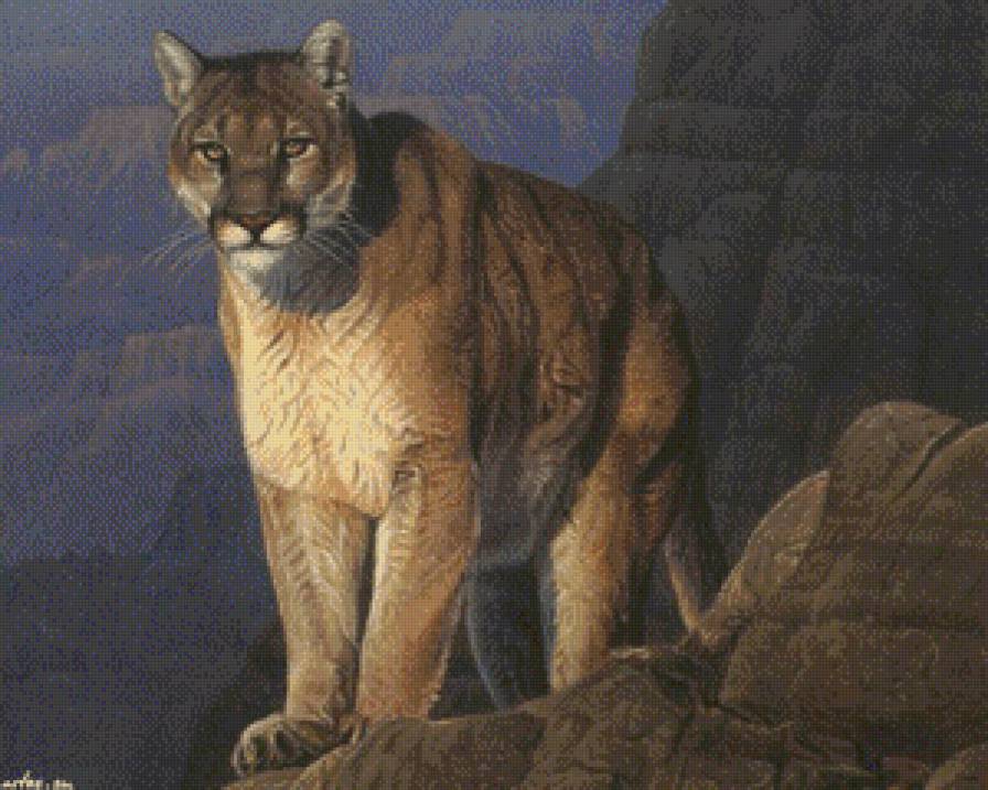 Пума - природа, животные, кот, дикие кошки, пума, звери - предпросмотр