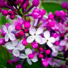 Схема вышивки «сирень»