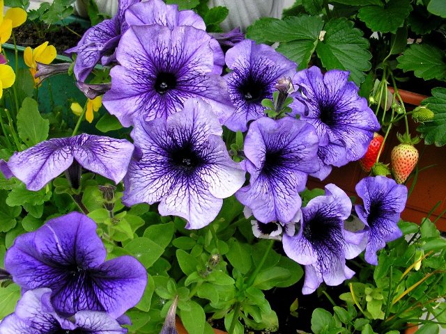 балкон - оригинал