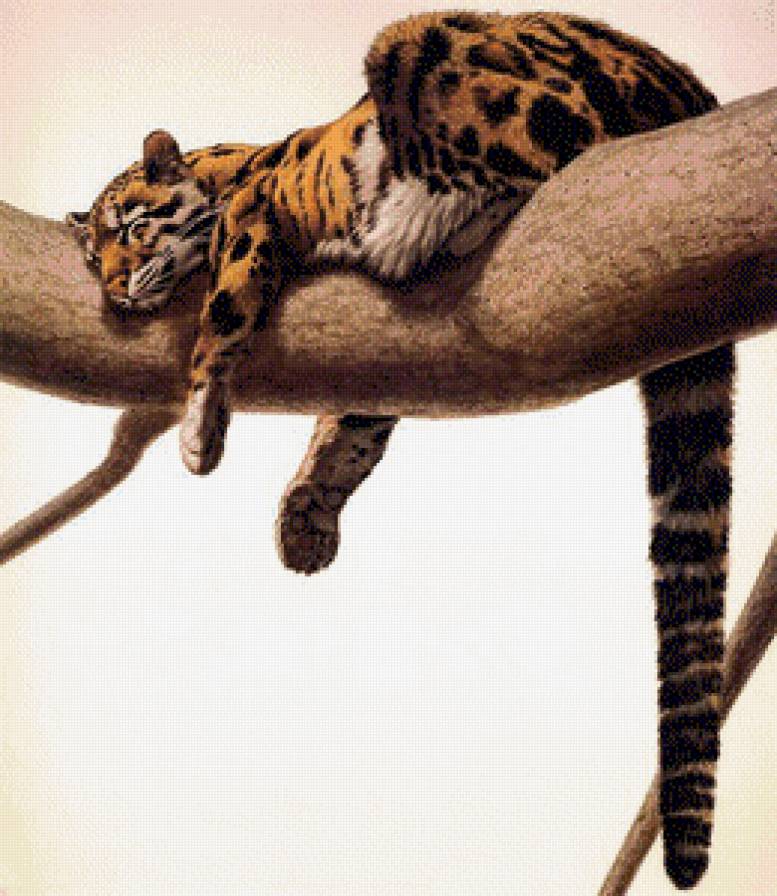 №515950 - кот, звери, животные, дикие кошки, леопард, природа - предпросмотр