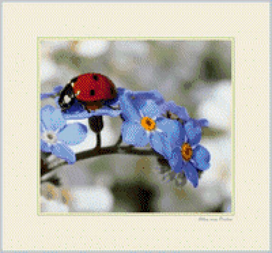 Божья коровка, цветы - предпросмотр