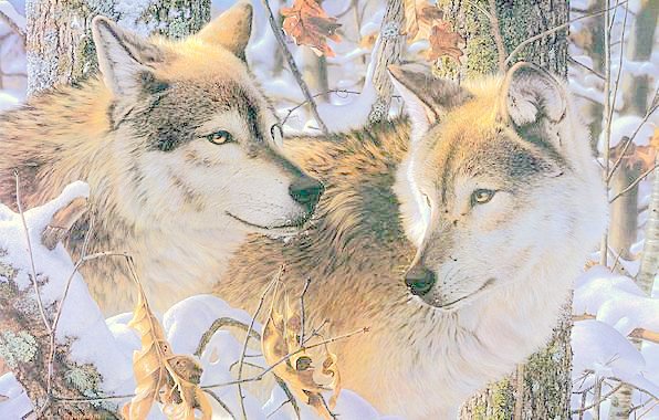 Пара хищников - лес, пара, снег, волки, животные, зима - оригинал