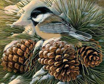 синичка на шишке - рождество, снег, птицы, зима, птички, осень, синички, новый год - оригинал