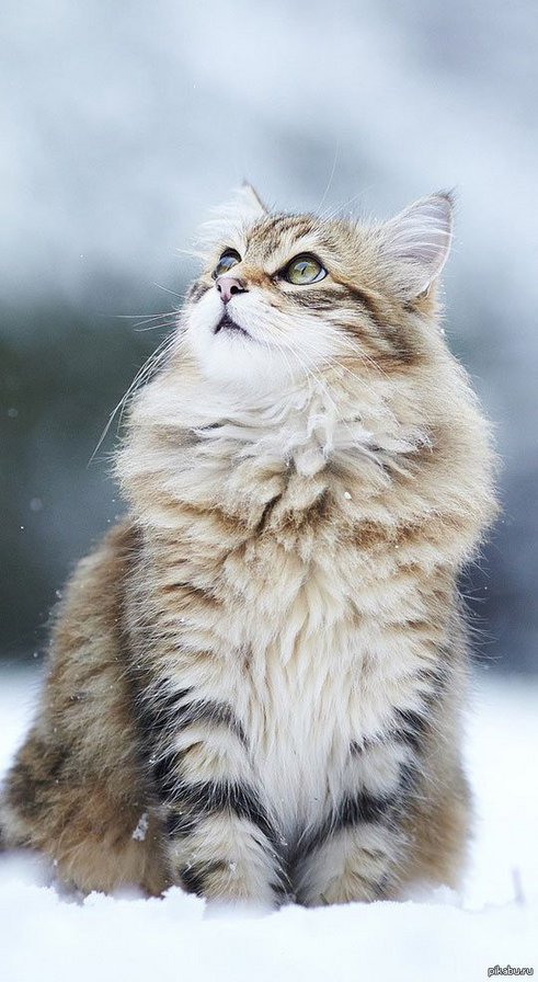 кися - оригинал