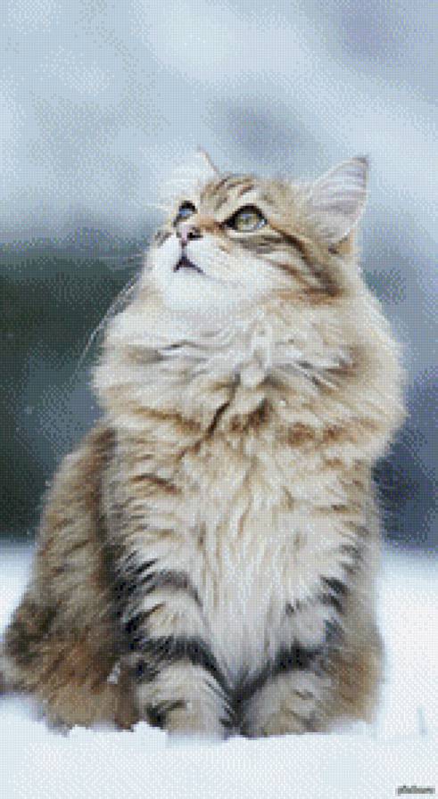 кися - предпросмотр