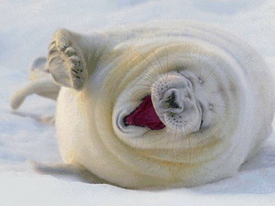Улыбка тюленя - предпросмотр