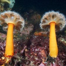 Схема вышивки «морские грибы»