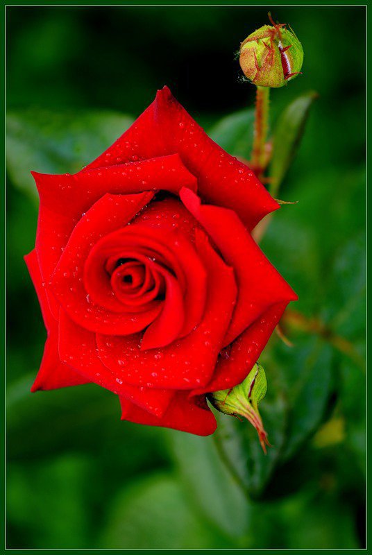 роза - роза - оригинал