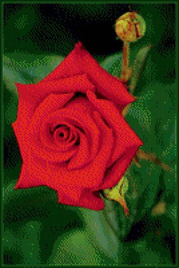 роза - роза - предпросмотр