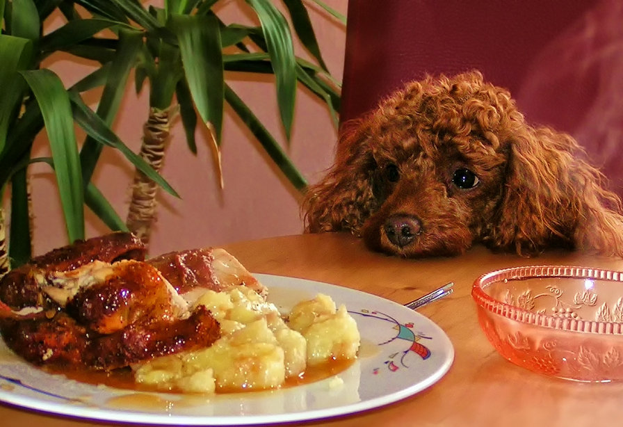 На диете - собака, животные, прикол - оригинал