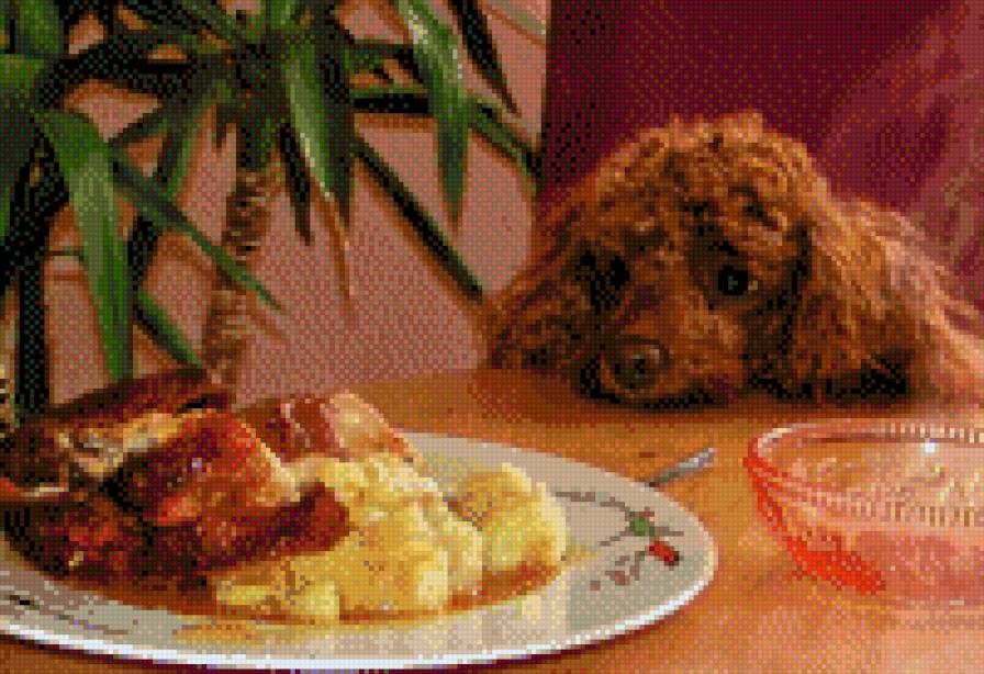 На диете - прикол, собака, животные - предпросмотр