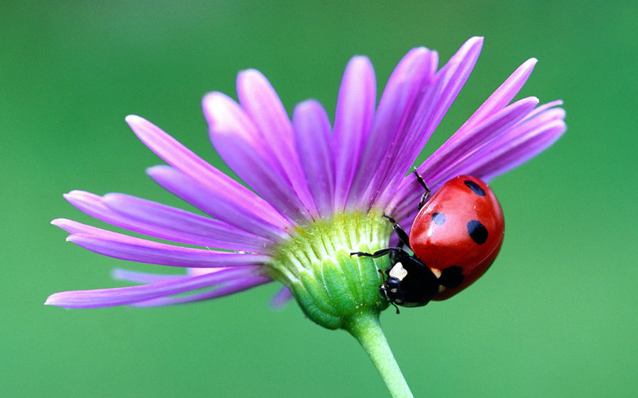 гербера - цветы - оригинал