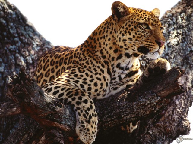 №516836 - животные, звери, кот, леопард, дикие кошки, природа - оригинал