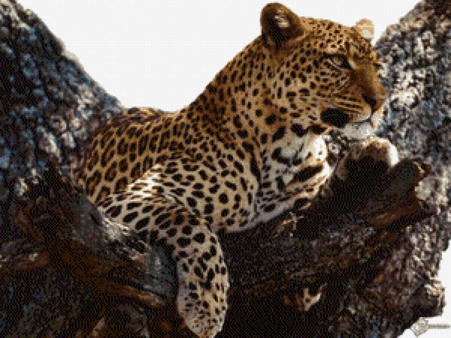 №516836 - леопард, природа, звери, кот, животные, дикие кошки - предпросмотр