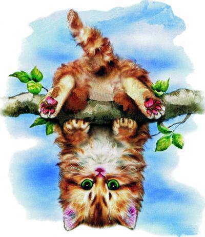 котёнок гимнаст - кот.котенок, детские, одуванчики, животные, цветы - оригинал