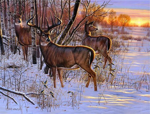 олени на закате - лес, природа, косули, зима, дикие животные, олени, закат - оригинал