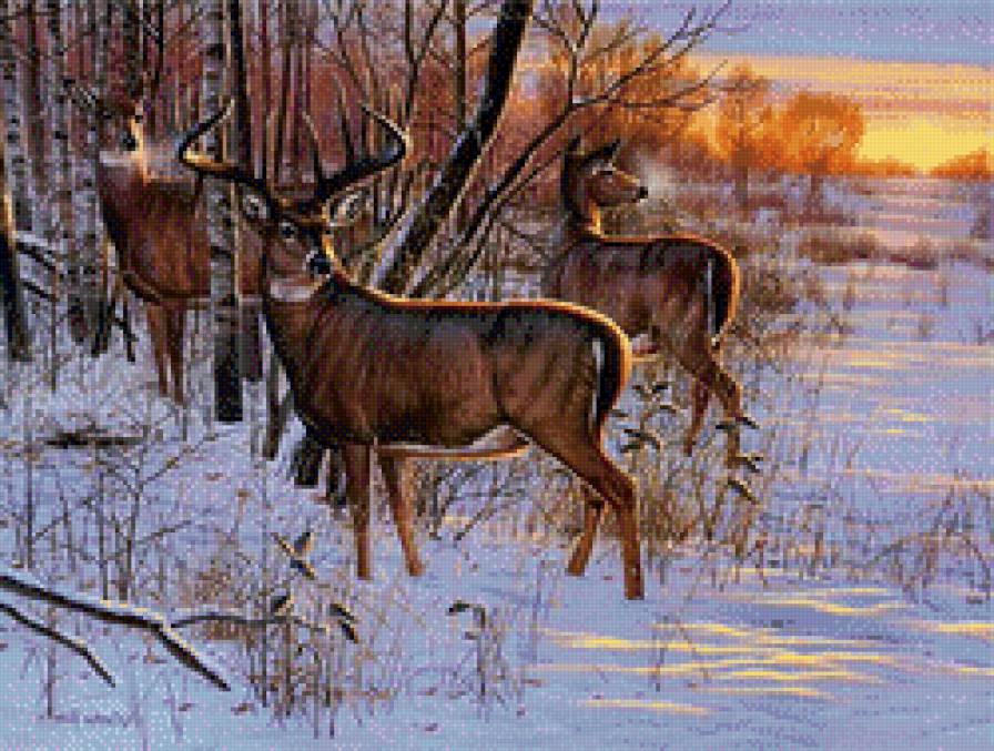 олени на закате - дикие животные, косули, олени, закат, зима, природа, лес - предпросмотр