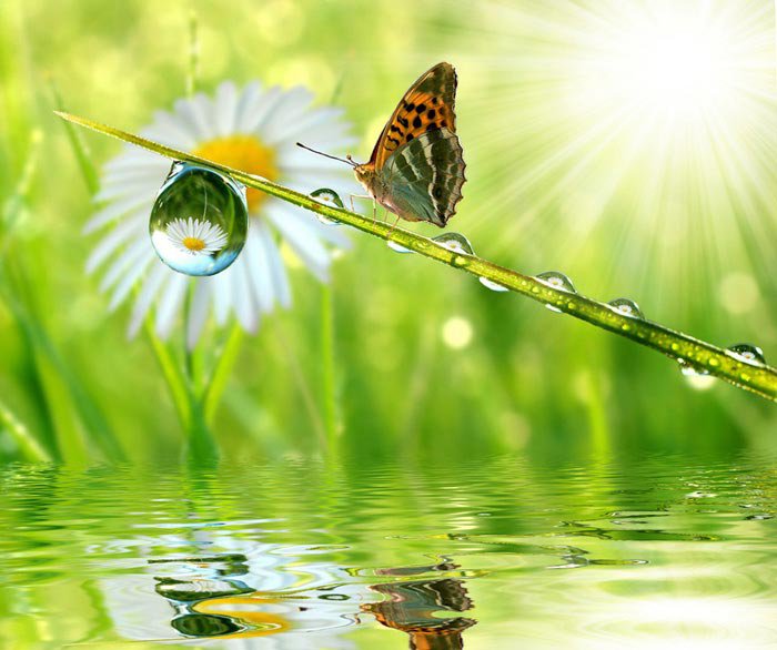 бабочка - пейзаж, ромашка, капля, природа, вода - оригинал