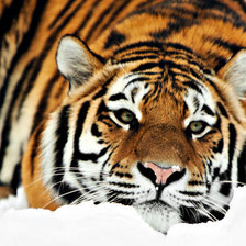 Схема вышивки «тигр»