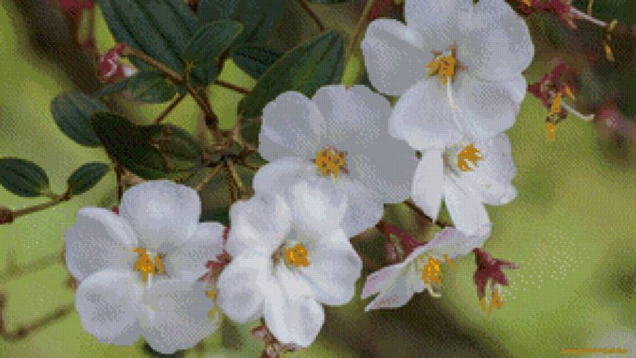 яблоневый цвет - цветы - предпросмотр
