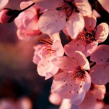 Схема вышивки «сакура»