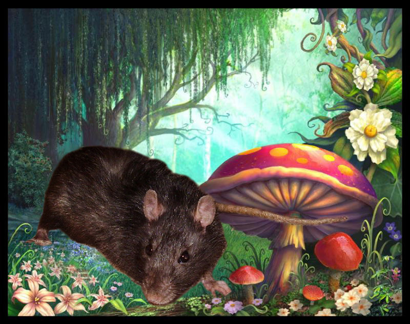 макс - крыса - оригинал