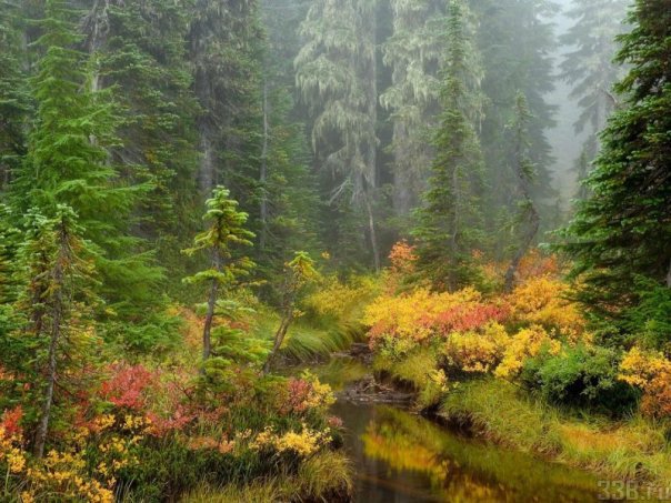 В лесу - лес, осень, речка - оригинал
