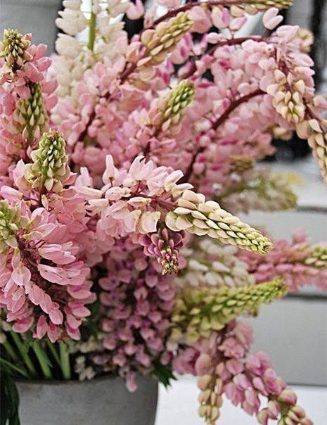 Цветы - цветы - оригинал