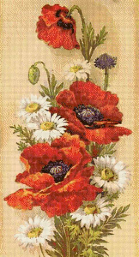 маки - цветы - предпросмотр