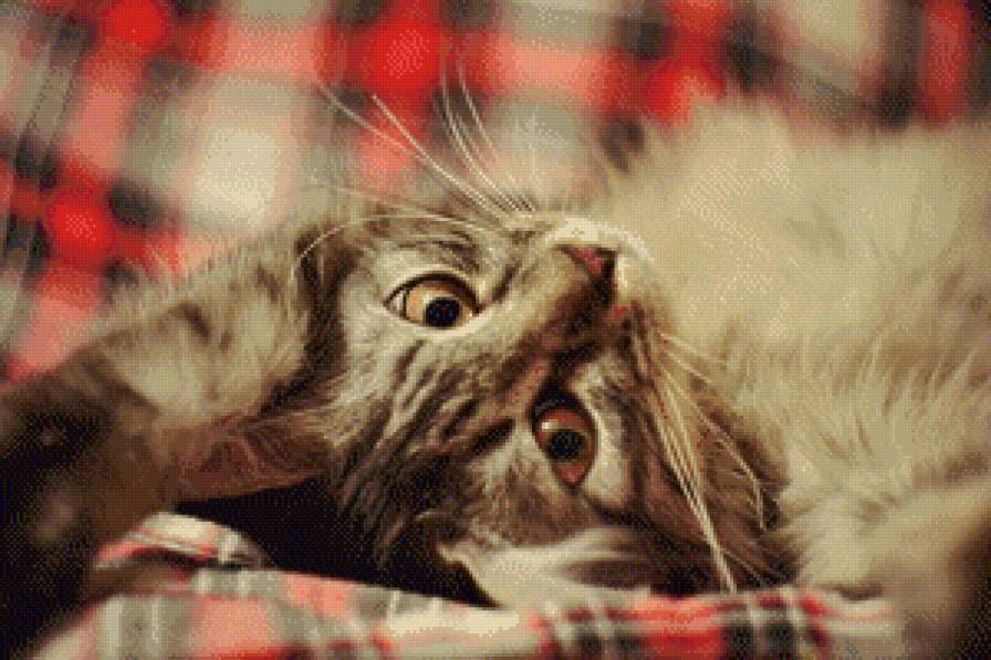 котейка) - потянушки, кот, котэ - предпросмотр